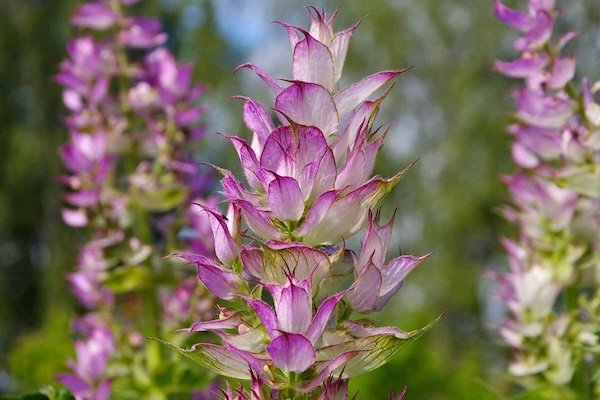 Why Clary Sage Feels So Calming Why Clary Sage Feels So Calming