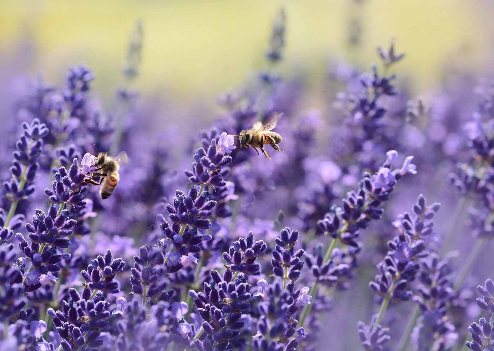 The Gentle Benefits of Lavender The Gentle Benefits of Lavender